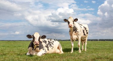 Siyah ve beyaz inekler, Frisian holstein, otlakta bir inek dimdik ayakta diğeri tarlada uzanmış mavi bir gökyüzü ve düz bir ufuk altında çiğniyor ve mırıldanıyordu..