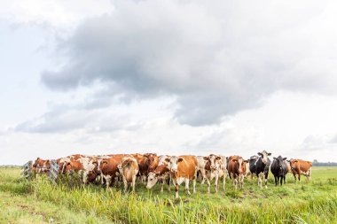 Otlakta bir grup inek bir yığın üzerinde, geniş bir manzara.