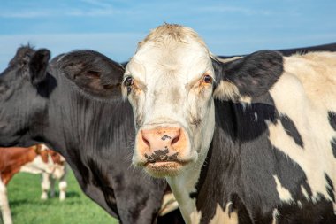 Bir grup ineğin arasında pembe burunlu şirin bir ineğe yaklaş, siyah beyaz ve mavi gökyüzü