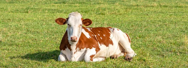 奶牛躺在草地中央 悠闲快乐 红白相间 — 图库照片