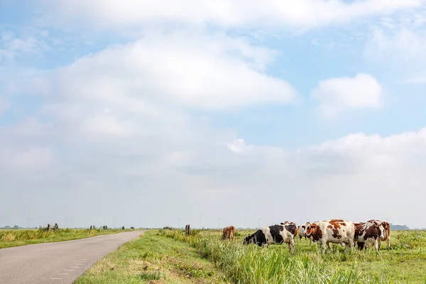 Desolate country road through the meadows, a grazing herd of cows in a pasture in the polder of Bunschoten, panoramic view