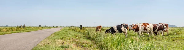 Deserted country road through the meadows, a grazing herd of cows in the pasture in the polder of Bunschoten, panoramic view