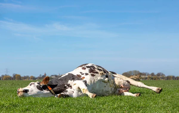 Cow takes a power nap, turning a funny scary eyeball, stretched out in the field, relaxed and happy, lazy lying, in Holland, background and copy space