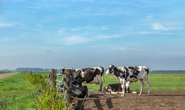 Grupp Unga Kor Skymningen Väntar Tillsammans Stängd Grind Marken — Stockfoto