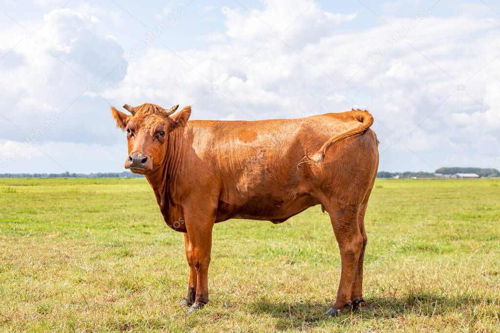 One reddish brown young horned cow standing head up shy and proudly in a field with blue sky and green grass.