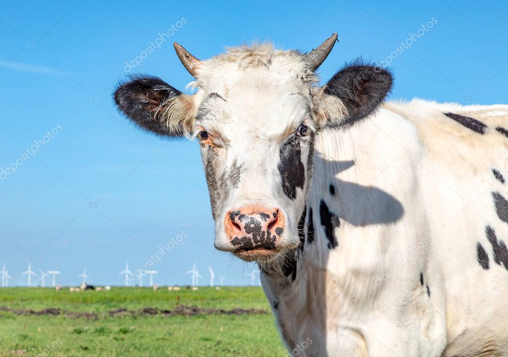 Head of pale cow with horns, black and white and a plain blue background. Funny black and white cow with pink nose under a blue sky