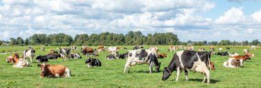 Otlakta otlayan bir grup inek, Hollanda düzlüklerinde huzurlu ve güneşli bulutlu mavi gökyüzü, geniş panoramik manzara