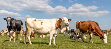 Otlakta inekler, siyah beyaz ve kırmızı, bir inek mırıldanıyor ve diğeri otluyor, arka planda başka bir inek sürüsü, mavi bir gökyüzü altında ve geniş bir manzara altında