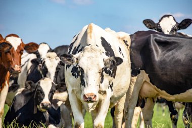 İnek geliyor ve yaklaşıyor kameraya doğru yürüyor ve bir grup ineğin ortasında toplanıyor, mutlu, neşeli ve mavi bulutlu bir gökyüzünde..