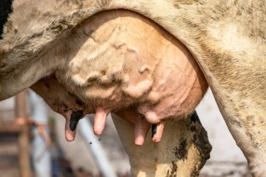 İneğin memeleri ve memeleri, yakın plan, yumuşak pembe ve büyük meme damarları.