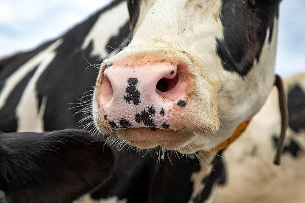 Close Cow Pink Nose Mouth Spit Drooling Large Nostril — Stock Photo, Image