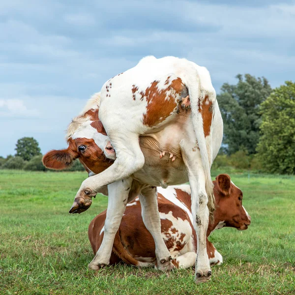Vaca Joven Con Picazón Flexible Lamiendo Pata Trasera Pasto Verde —  Fotos de Stock