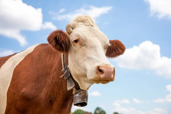 Zarte Weiße Kuh Mit Großer Kuhglocke Den Hals Die Vernünftig — Stockfoto