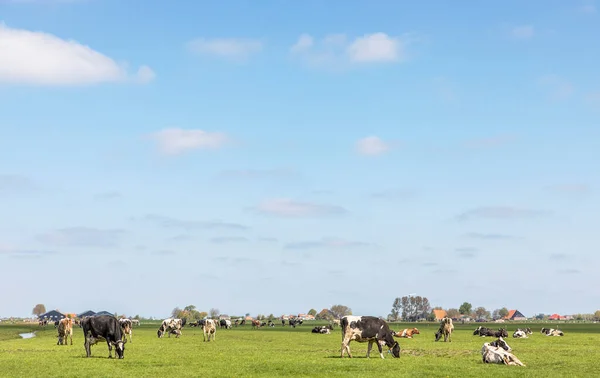 Group of cows grazing in the pasture, peaceful and sunny in Dutch landscape of flat land with a blue sky with clouds, panoramic wide view