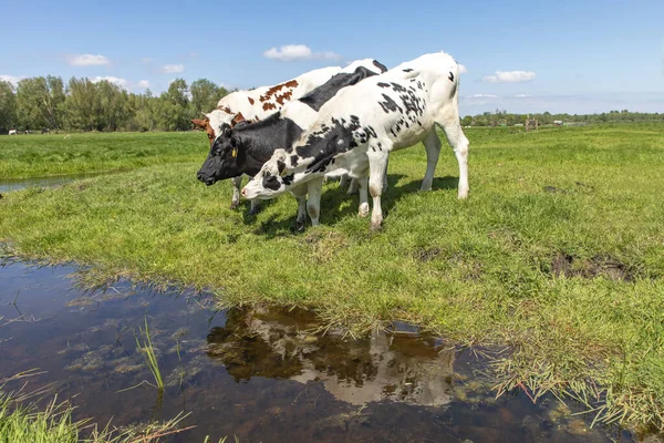 Tre Unga Kor Deras Reflektion Vattnet Står Lekfulla Bredvid Ett — Stockfoto