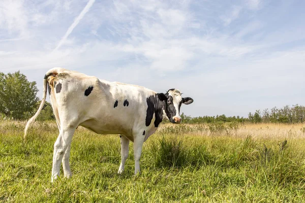 Vaca Negra Blanca Sorprendida Mirando Hacia Atrás Pasto Verde Bajo — Foto de Stock
