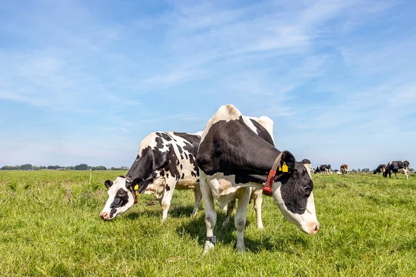 Dwie Czarne Białe Krowy Frisian Holstein Stojące Razem Polu Pod — Zdjęcie stockowe