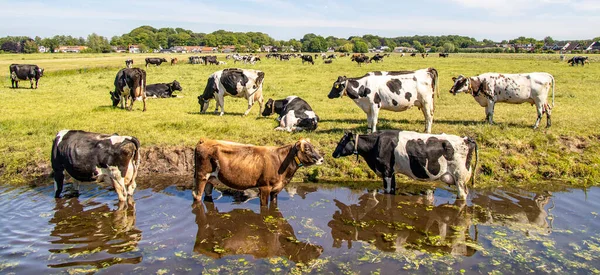 Afkoelen Groep Koeien Gaan Zwemmen Staan Een Kreek Drinken Aan — Stockfoto