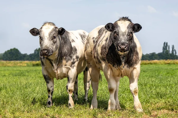 Vacas Musculosas Ternera Azul Belga Caminando Prado Mirando Cámara Dos — Foto de Stock