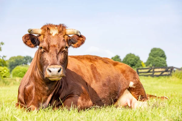 Beautiful brown red cow, horns, happy lying down , showing her udder and a teat, in a field and with copy space in a blue sky