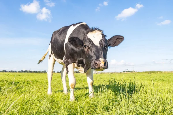 Joven Vaca Entrometida Blanco Negro Campo Mirada Suave Que Acerca — Foto de Stock