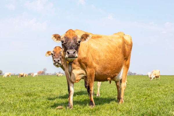 Jersey Vaca Loll Fuera Lengua Escondido Detrás Otra Vaca Manada — Foto de Stock