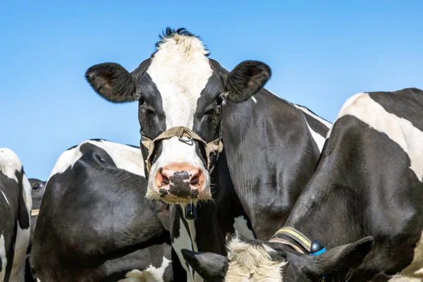 Close cow face with a rope around her snout, friendly expression, amidst a group of cows black and white