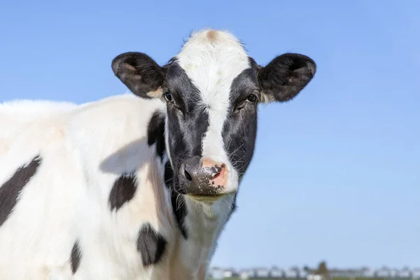 Cute cow, young adult, black and white, gentle look, pink nose, in front of a blue sky