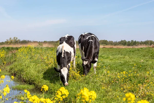 Två Unga Kor Glada Bete Kärleksfullt Tillsammans Grön Äng Med — Stockfoto