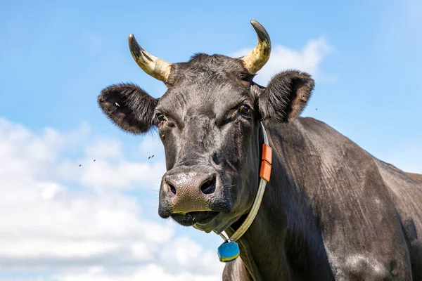 Head of a black cow, looking calm and friendly, portrait of a mature and calm cow with horns