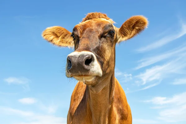 Grappige Kop Van Bruine Zwitserse Melkkoe Blauwe Achtergrond Met Kopieerruimte — Stockfoto