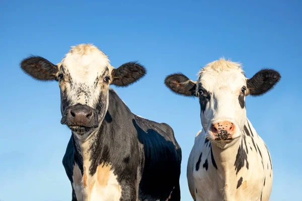 Portrait Deux Têtes Vache Amical Ensemble Plan Moyen Aux Yeux — Photo