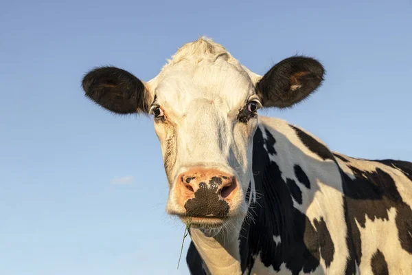 Cow, looking cross-eyed, portrait of a mature calm cow, gentle squint look, dark dots on her pink large nose, blade of grass and a blue sky.