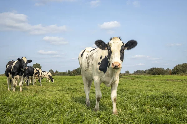 Cute young cow in a field standing in the tall grass of a green pasture, one cow maverick, the herd at the background cosy together under a blue sky