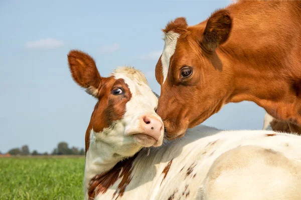 Vaca Juguetonamente Abrazando Otra Vaca Joven Acostada Campo Bajo Cielo —  Fotos de Stock