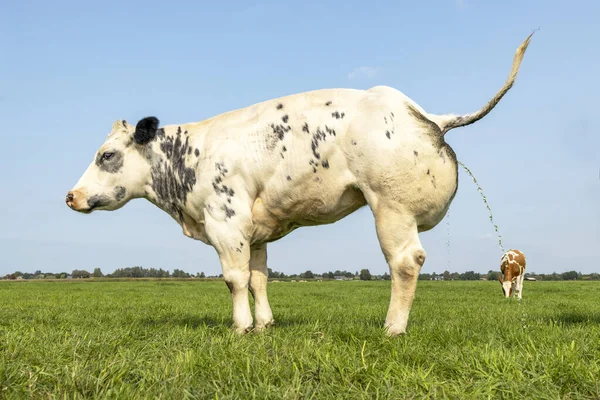 Orinar Vaca Tener Una Fuga Pie Sobre Hierba Verde Pasto —  Fotos de Stock