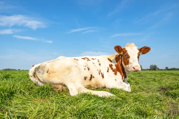 Una Vaca Roja Blanca Pasto Acostada Perezosa Estirando Una Pierna — Foto de Stock