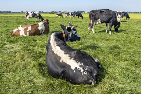 Beautiful cow with dorsal stripe on her back, in a meadow a black mottled cow, special old breed from Holland, with horns.