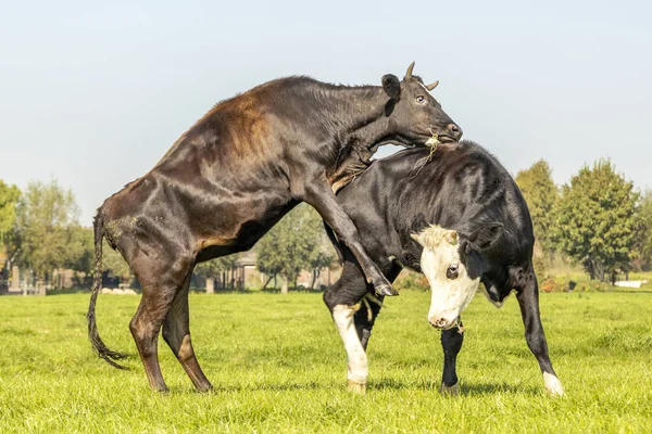 Dos Vacas Que Juegan Campo Una Sube Vaca Negra Fleckvieh — Foto de Stock