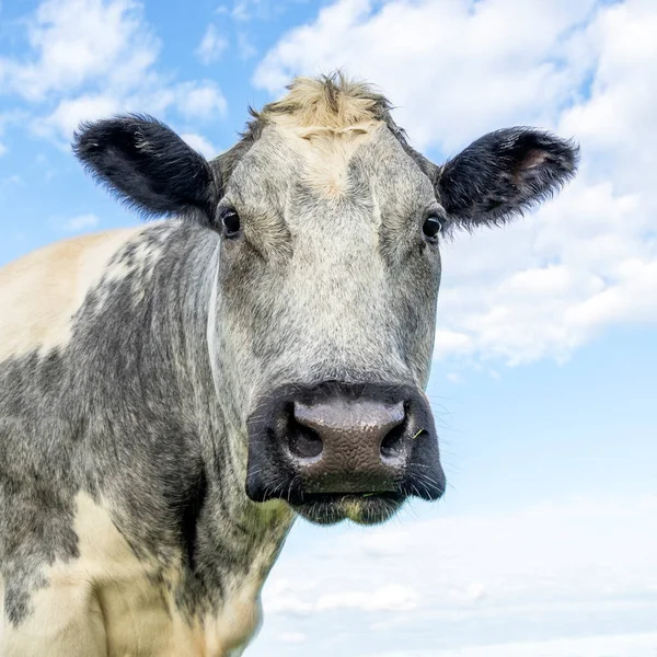 Portrait Beef Cow Known Belgian Blue Looking Camera Gentle Open Royalty Free Stock Images