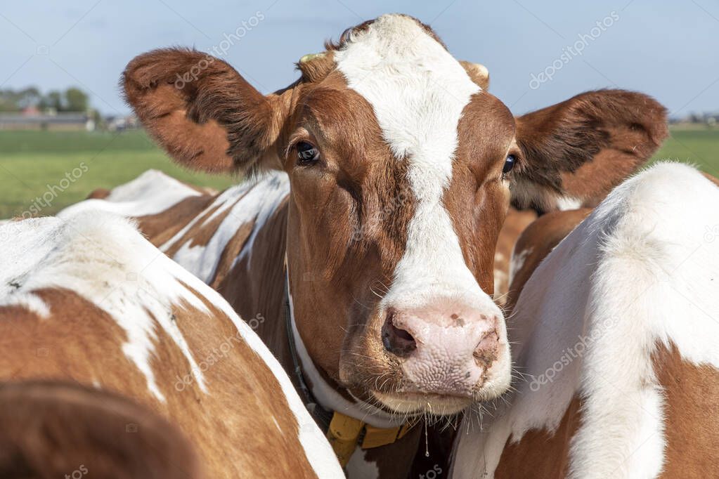 Head of a red and white friendly cow, standing amidst two other cows, calm and serene and small horns