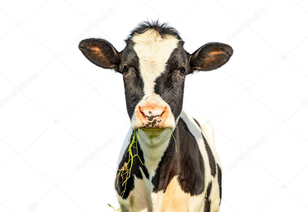 Isolated on white cow, one funny black and white cow eating, chewing green blades of grass, with pink nose