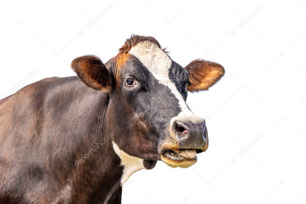 Isolated on white cow, funny portrait of a mooing cow, mouth open, the head with white blaze, showing her teeth, gums and tongue while chewing, relaxed