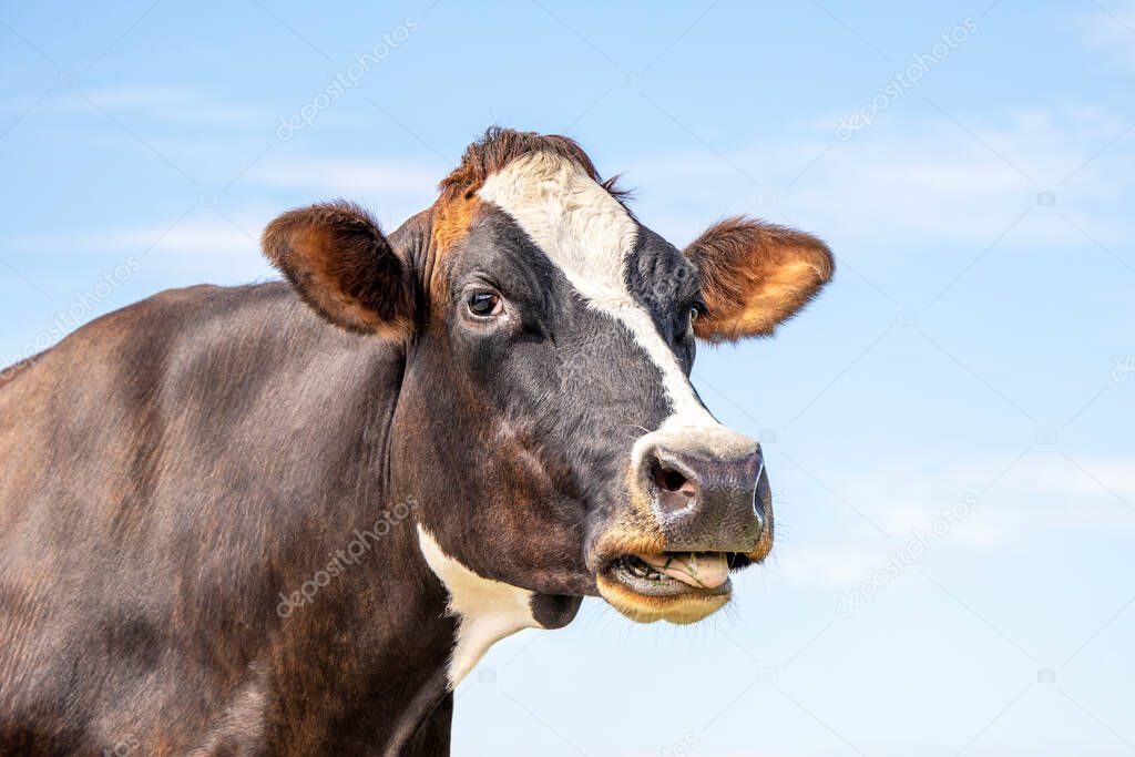 Funny portrait of a mooing cow, with open mouth, the head of a cow with white blaze, showing her teeth while chewing, relaxed