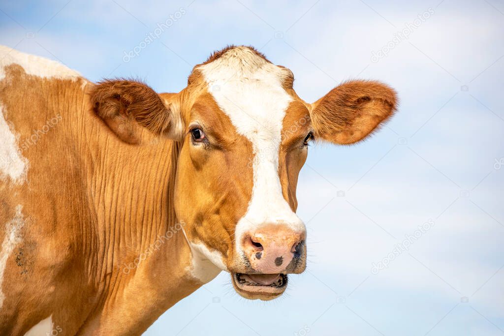 Funny portrait of a mooing cow, mouth open, the head of a red cow with white blaze, showing her teeth  tongue and gums while chewing
