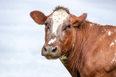 İnek çift amacı kameraya bakmak, rüya gibi gözleri olan kırmızı beyaz kafa sakin bir yüz ifadesi ve soluk mavi arka plan.