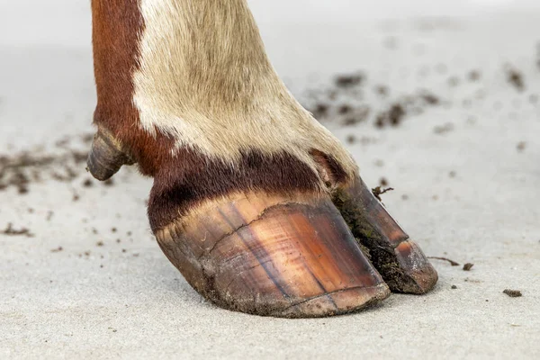 Hoof Dairy Cow Standing Concrete Path Red White Fur — Stock Photo, Image