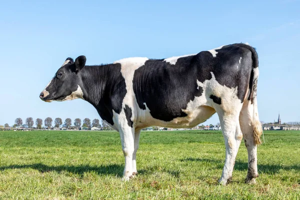 Cow black and white side view in the Netherlands, standing on green grass in a field, pasture