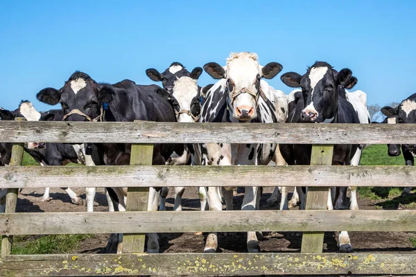 Cows Waiting Gate Pasture Cattle Ready Milking Parlor Milked — Stock Photo, Image