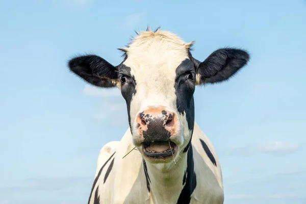 Vaca Graciosa Llamando Indignado Negro Blanco Nariz Color Rosa Delante — Foto de Stock